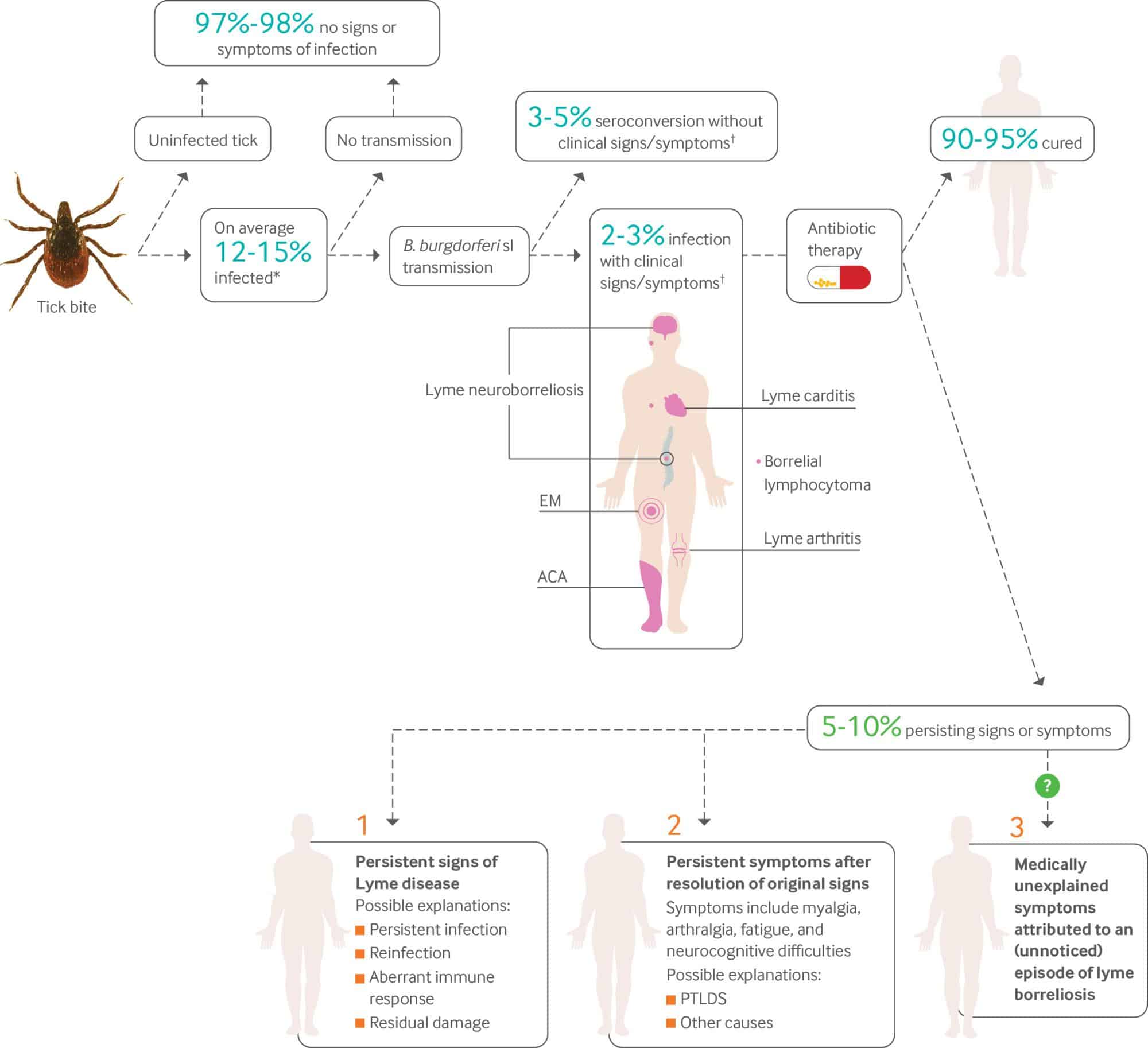 Lyme borreliosis: diagnosis and management