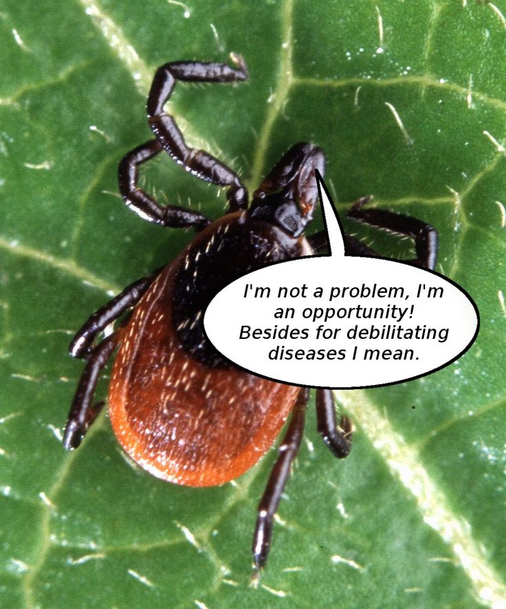 Lyme Disease and Permaculture Part III: Positive Change is All Your ...