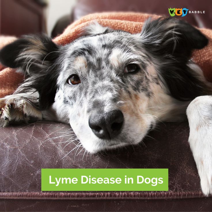 Lyme Disease in Dogs 101