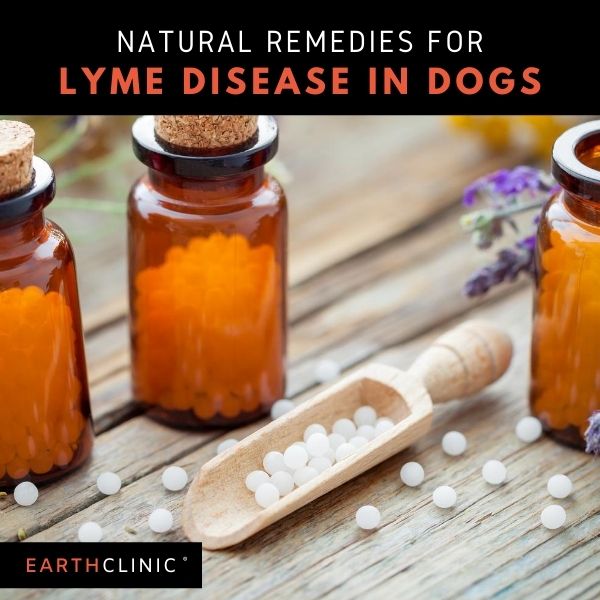 Lyme Disease Remedies