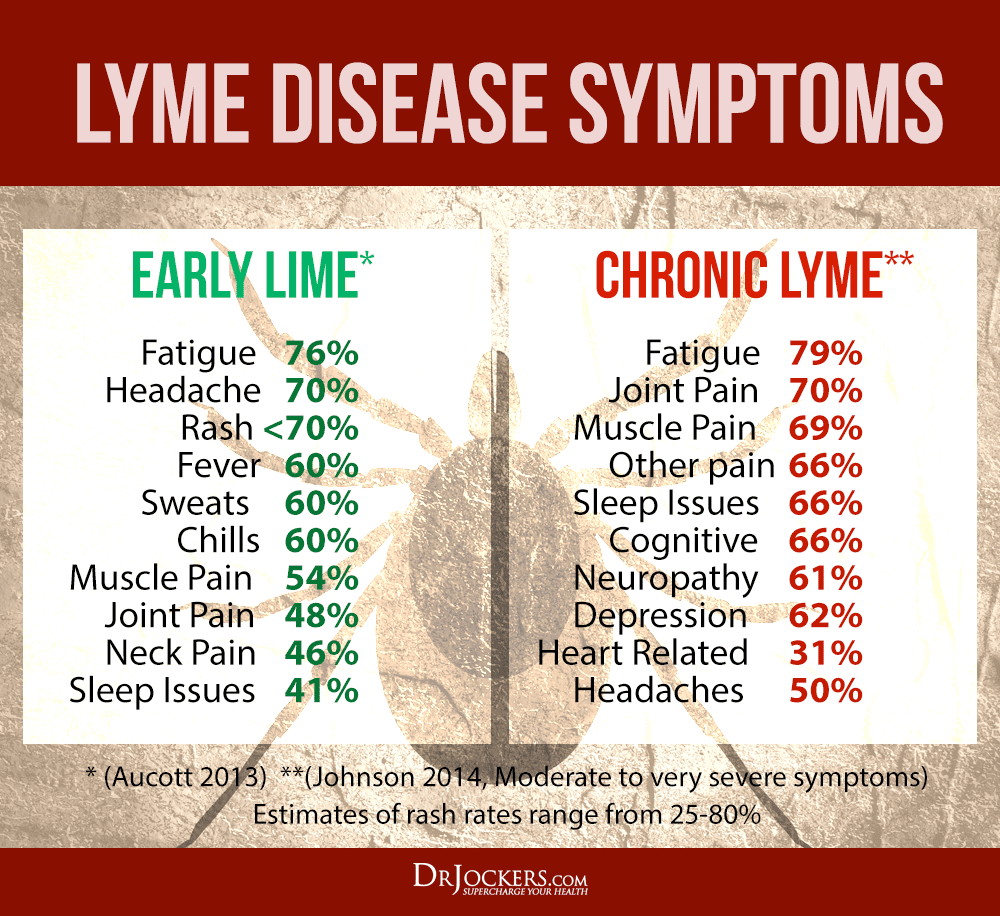 Lyme Disease: Symptoms, Causes and Natural Support Strategies
