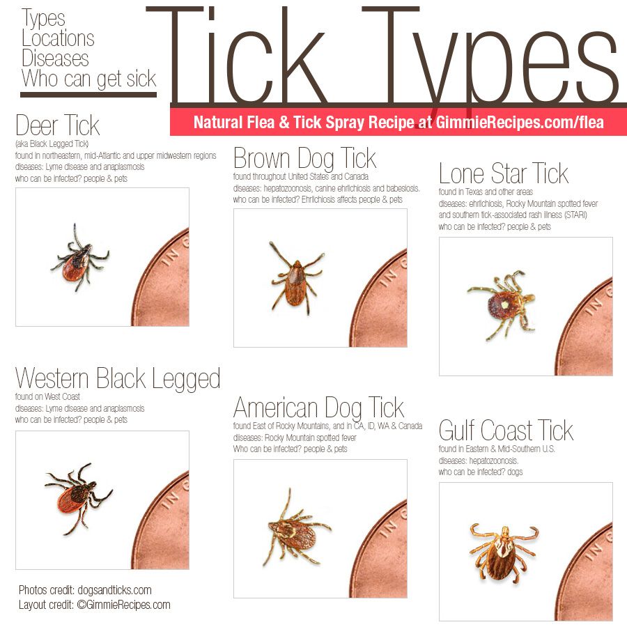 Natural Flea and Tick Repellent for Pets