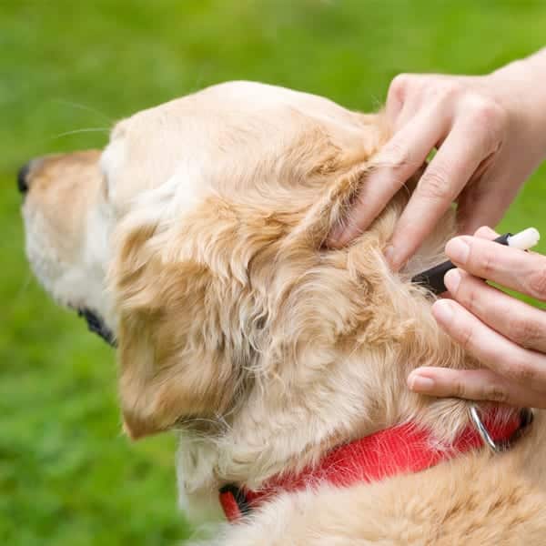 Summer Pet Safety Tips in Canton, MI