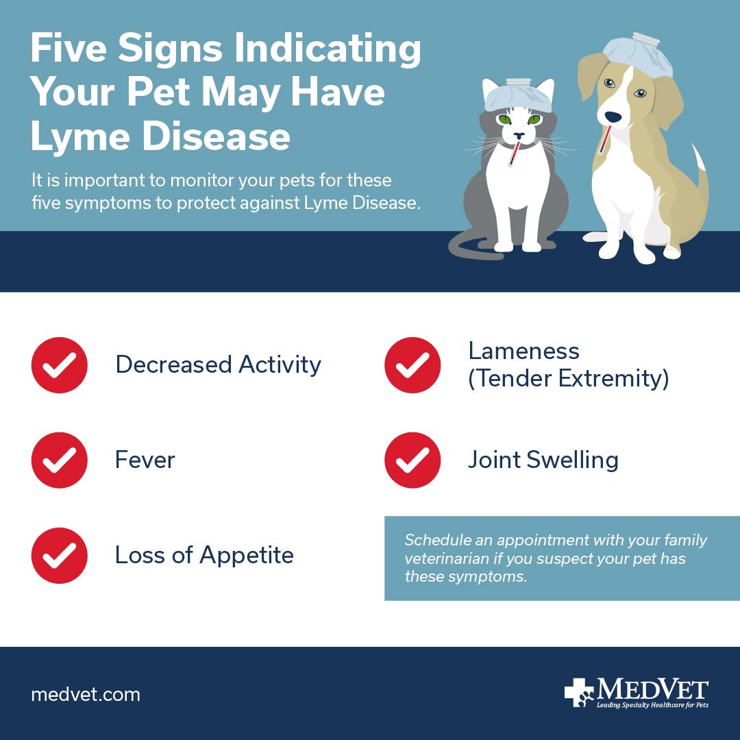 Symptoms of Lyme Disease in Pets