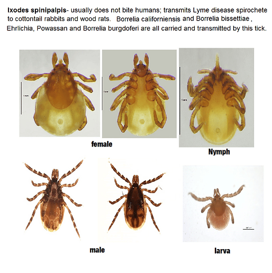 Ticks that carry Lyme