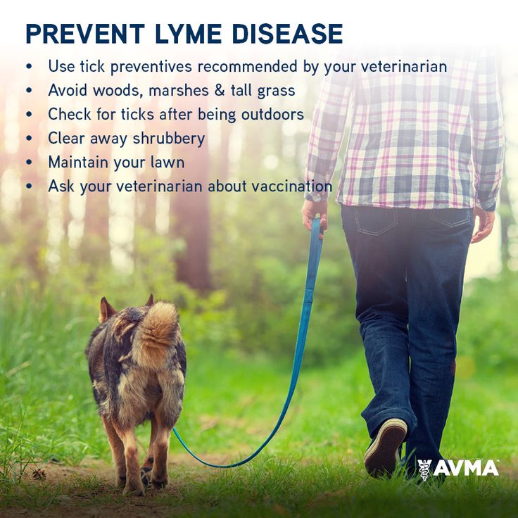 April is Prevention of Lyme Disease in Dogs Month. Talk to your ...