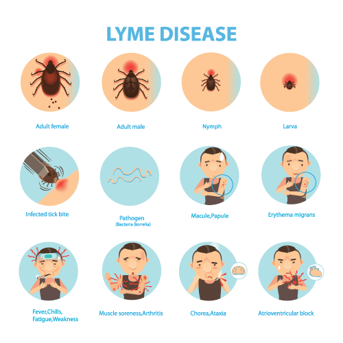DNA ConneXions Lyme Test Panel Named Most Accurate Among the Best At ...