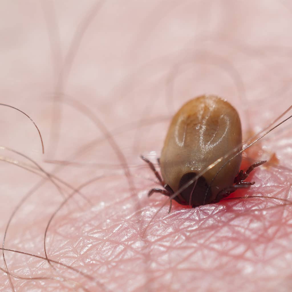 Do All Ticks Carry Lyme Disease