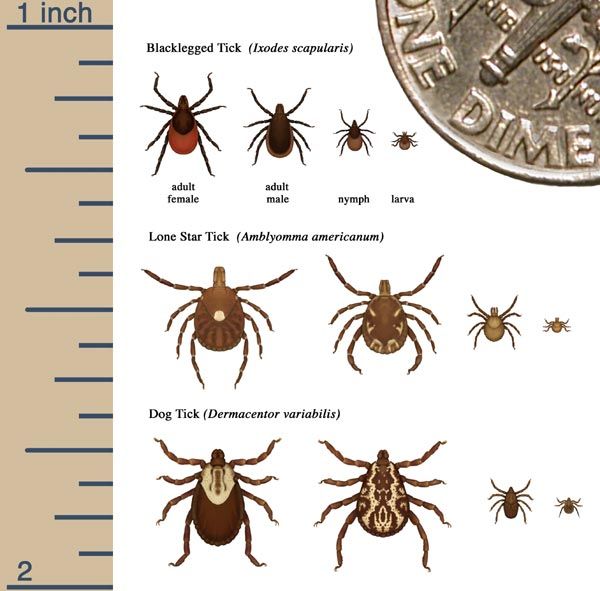 Important  check your kids for ticks every night!