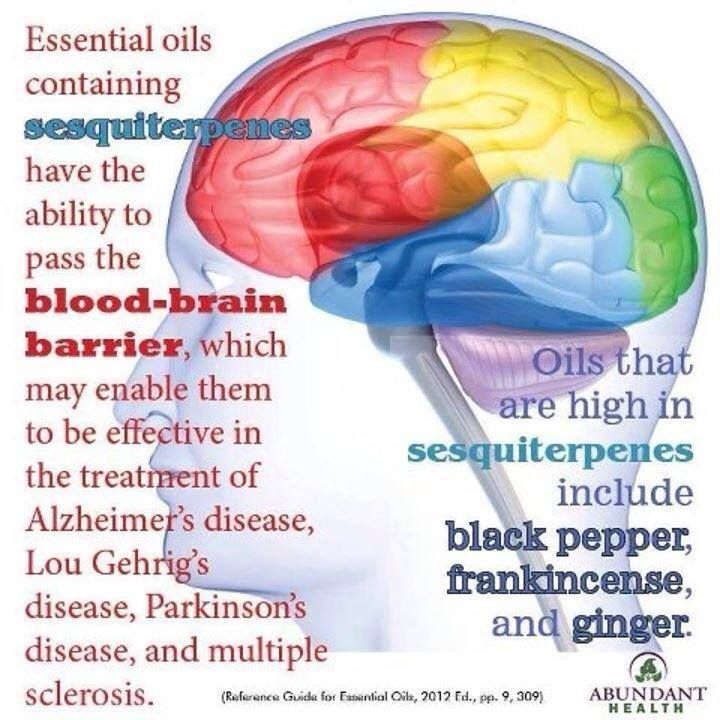 Lyme And Healing The Blood Brain Barrierconnersclinic.com