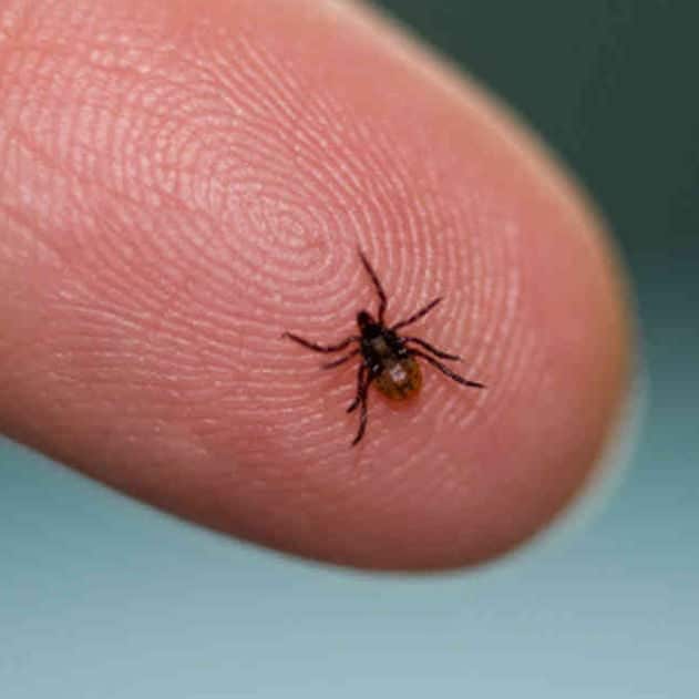MARTINO: Try these tips for dealing with ticks