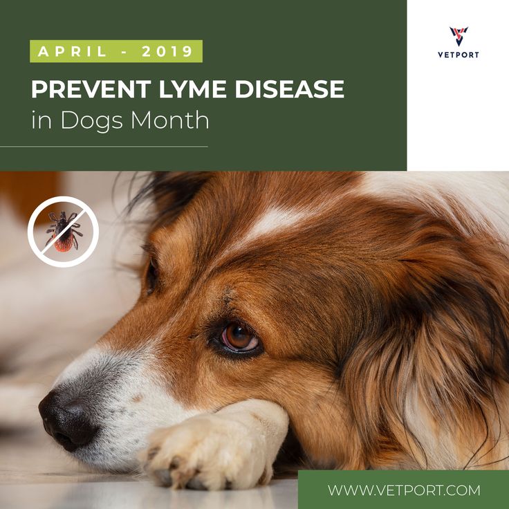 Prevent Lyme Disease in Dogs Month