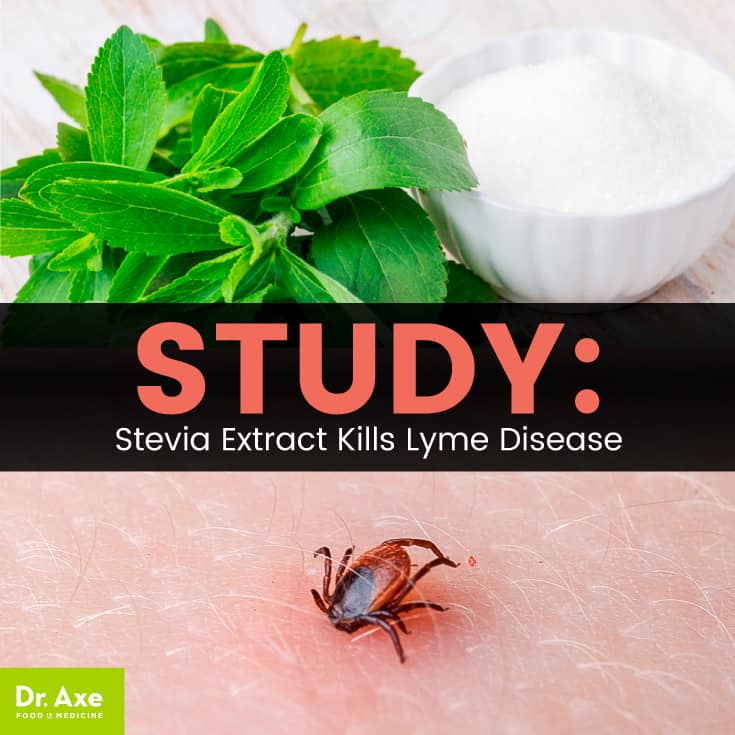 Stevia Kills Lyme Disease Better Than Antibiotics, Study Says