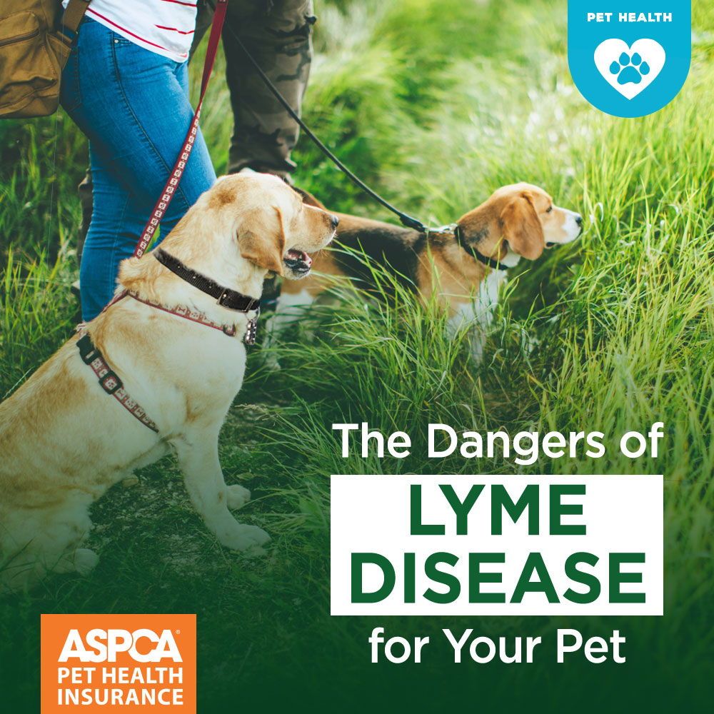The Dangers of Lyme Disease for Your Pet
