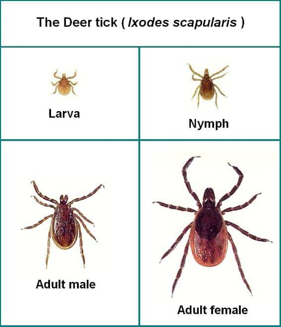 Update on ticks in Maine (and how much I still hate them)
