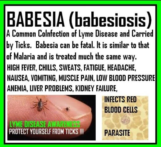 When Life Hands you Lyme...: Babesia: