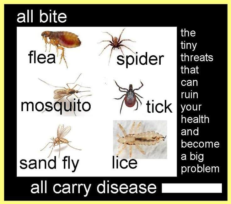133 best images about Lyme Disease Awareness on Pinterest
