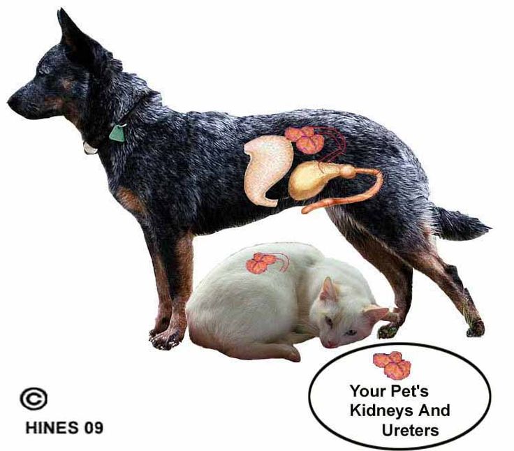 49 best Feline Kidney Disease images on Pinterest