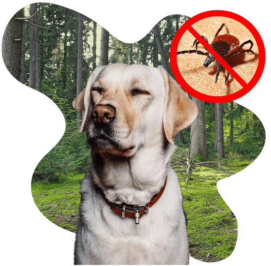 Does Your Dog Really Have Lyme or Need Antibiotics?