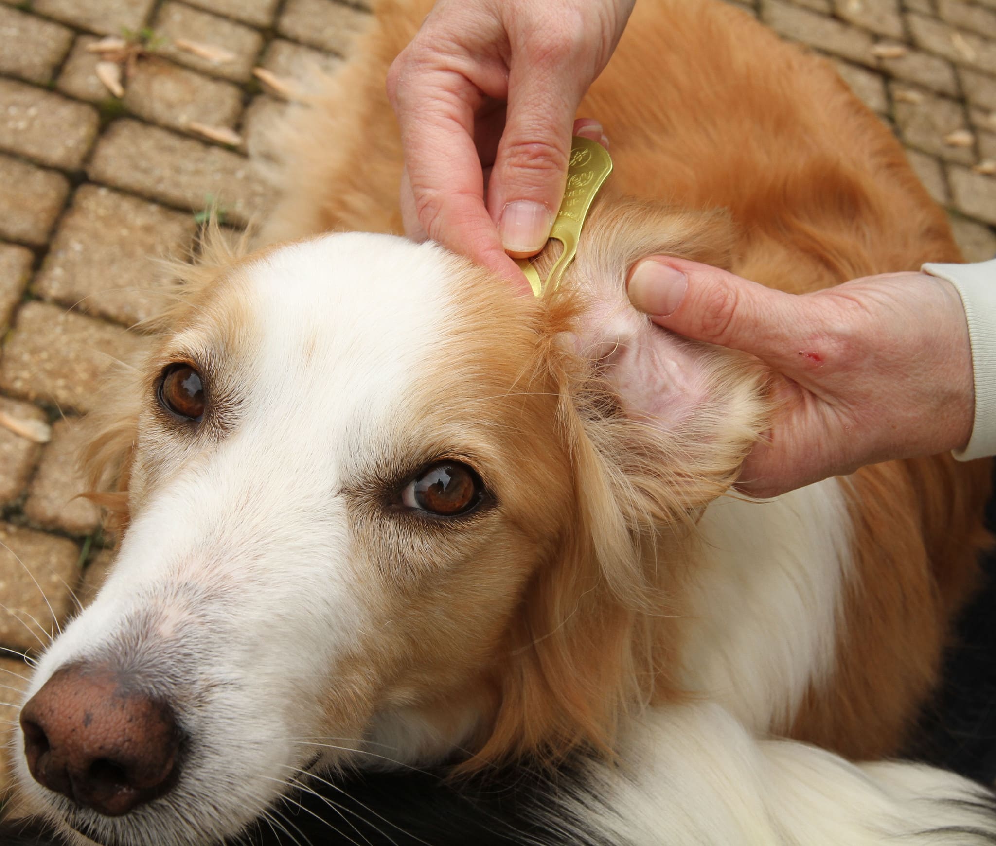 How Can I Tell If My Dog Has Lyme Disease