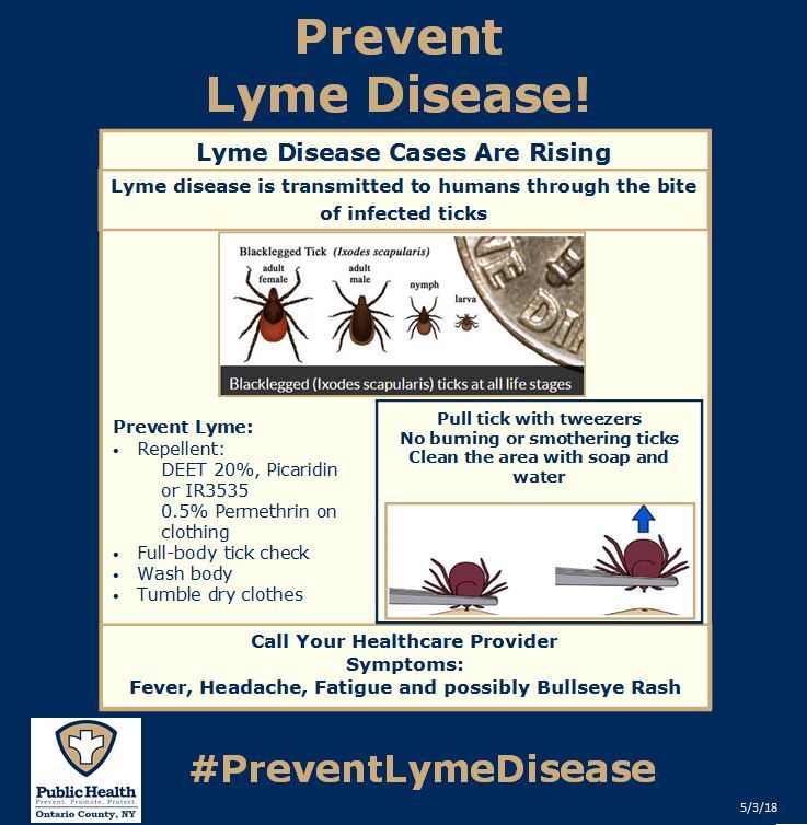 Is Lyme Disease Transmitted Sexually