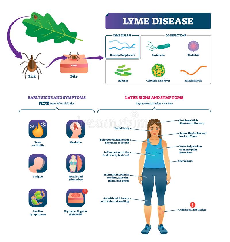 Lyme Disease Menstrual Cycle