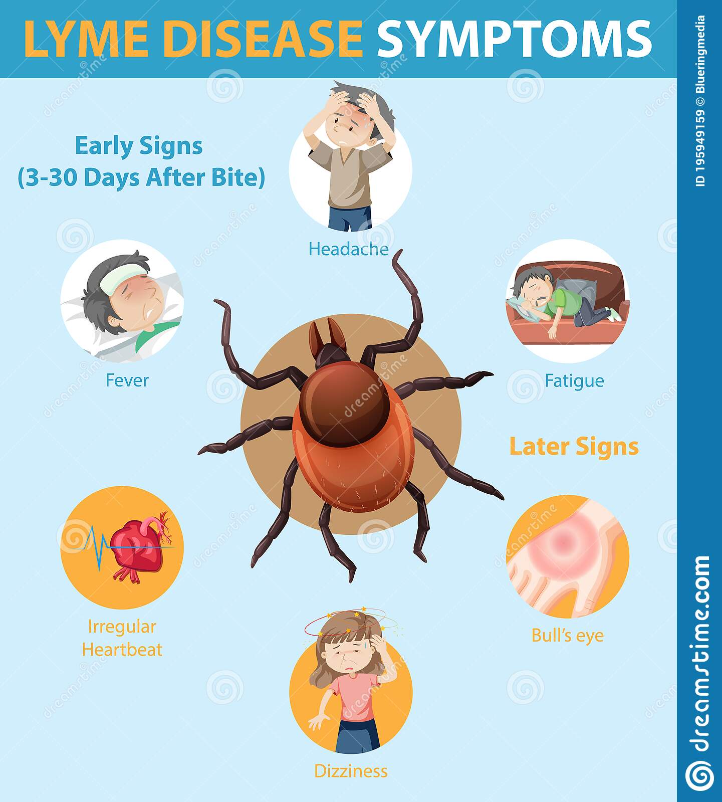 Lyme Disease Symptoms Information Infographic Stock Vector ...