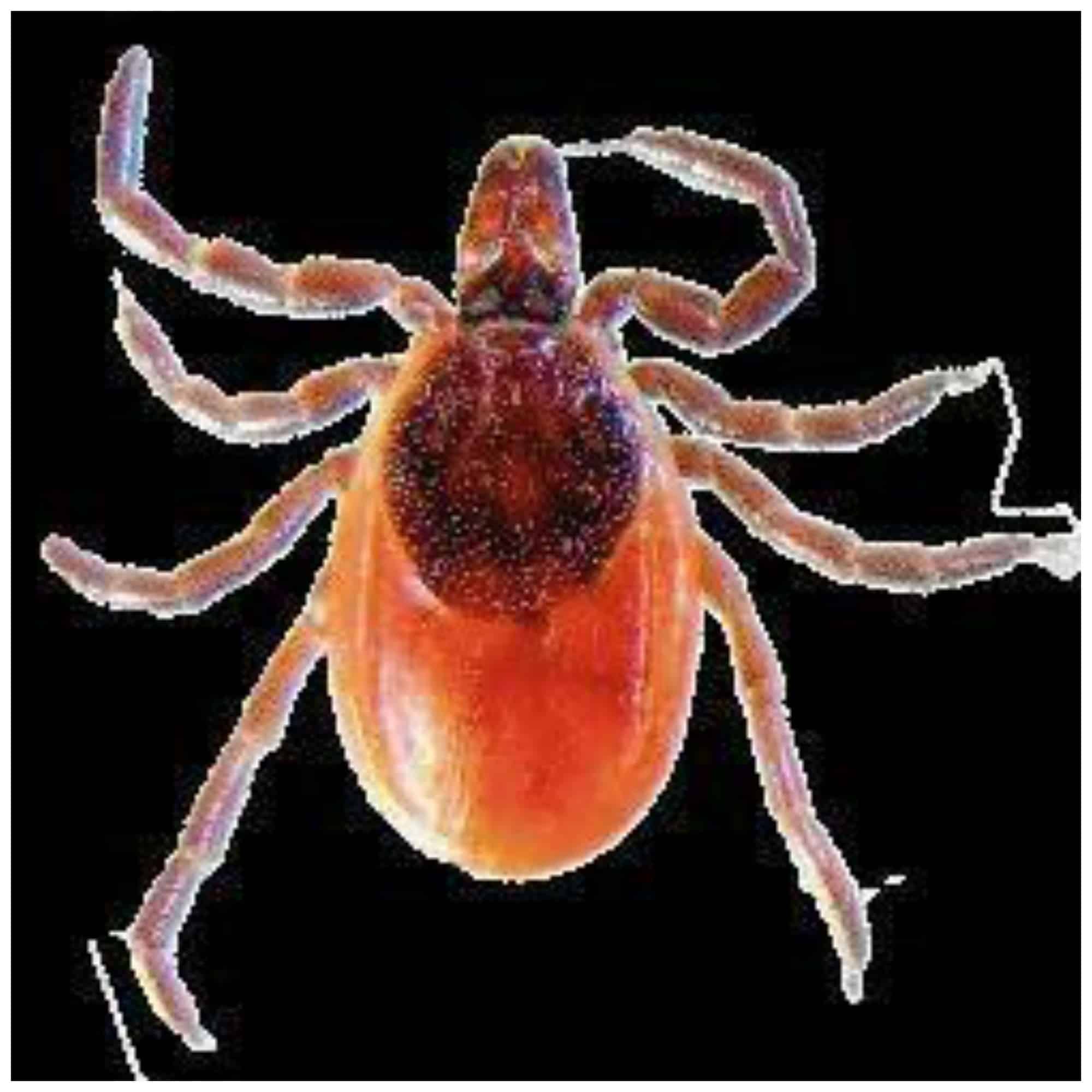miserable tick borne lyme disease up in lake county lake county