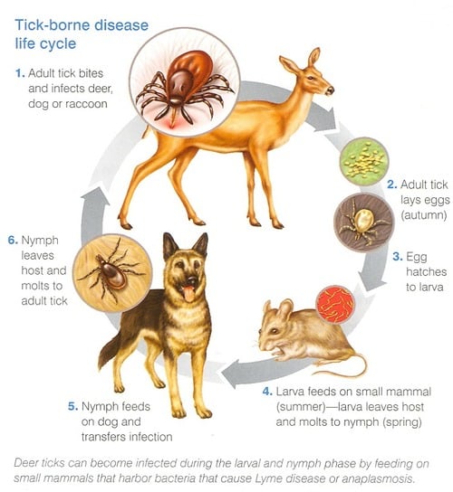 Royal City Animal Hospital: Protect your dog from Lyme Disease